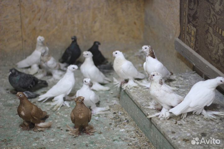Голуби бойные