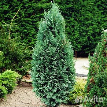 Кипарисовик Колумнарис