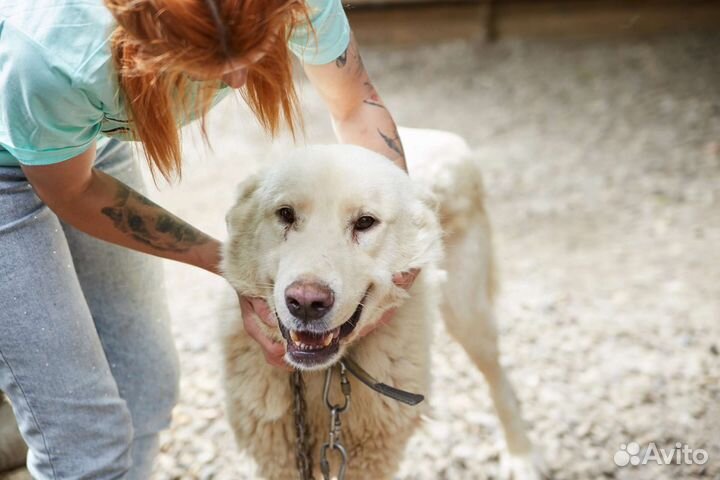 Отличный охранник Айсберг ищет дом