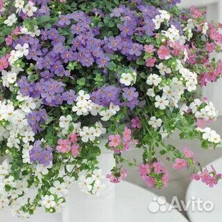 Бакопа вегетативная