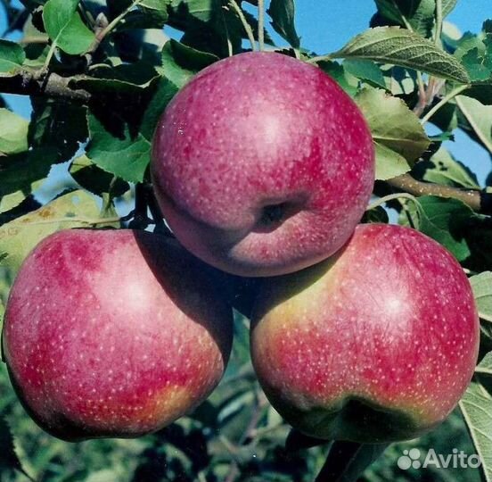 Саженцы яблони оптом М-9