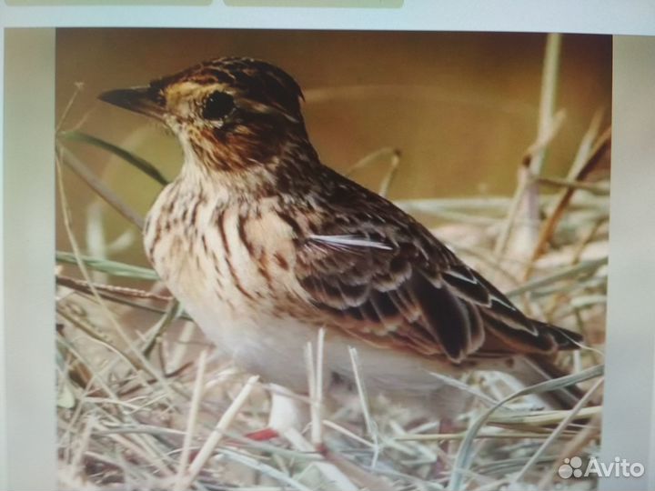 Певчие птицы