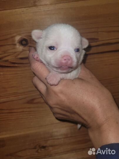 Чихуахуа девчонка блонд