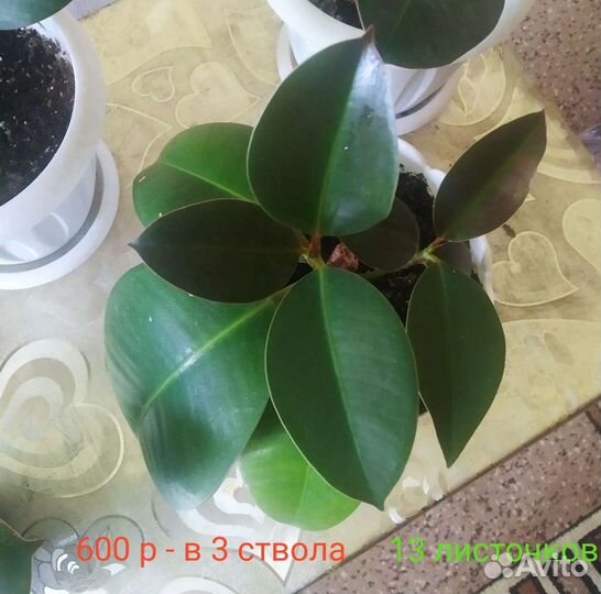 Фикус каучуконосный