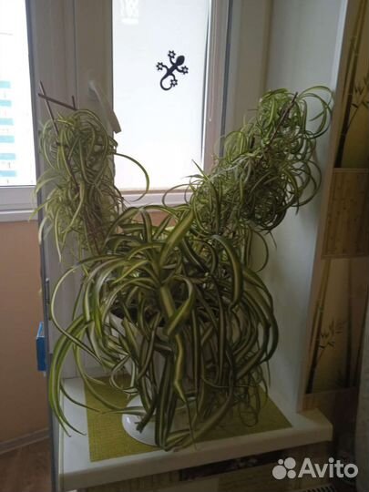 Хлорофитум кудрявый