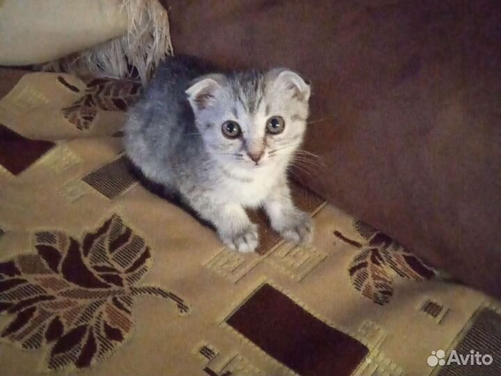 Вислоухая кошечка