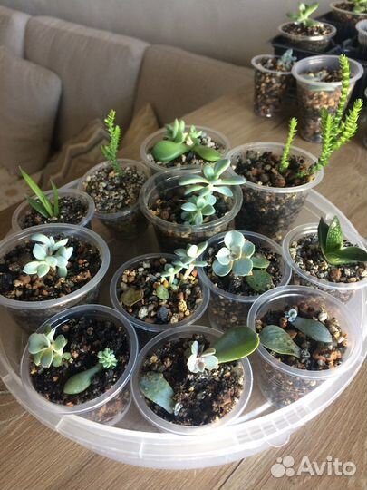 Суккуленты