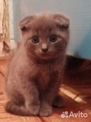 Шотландский кот