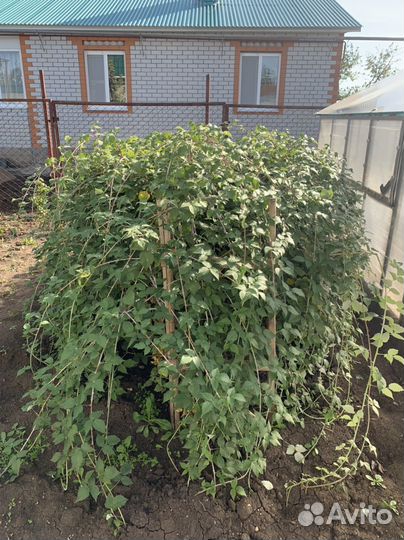 Куст ежевики