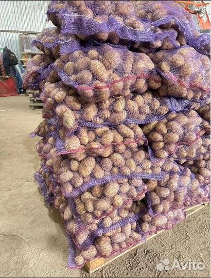 Продам картофель оптом