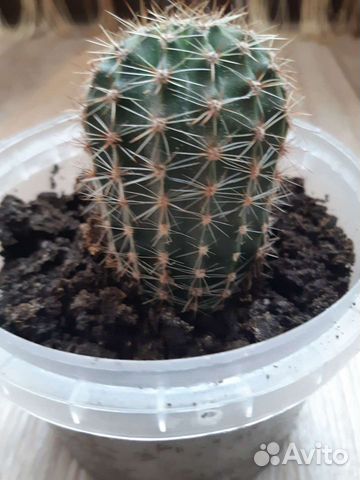 Кактусы и суккуленты