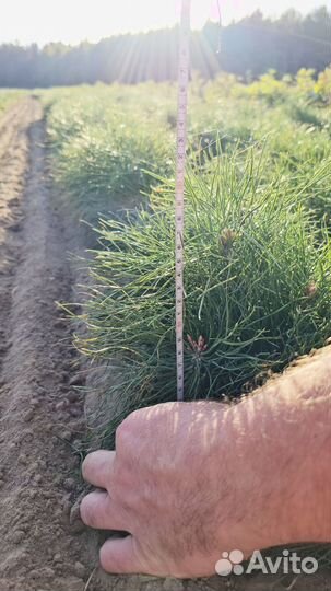 Саженцы сосны окс