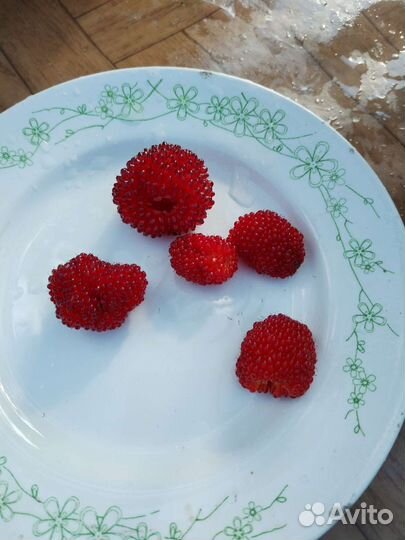 Тибетская малина саженцы