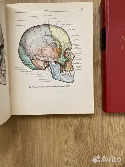 Атлас анатомии человека синельников
