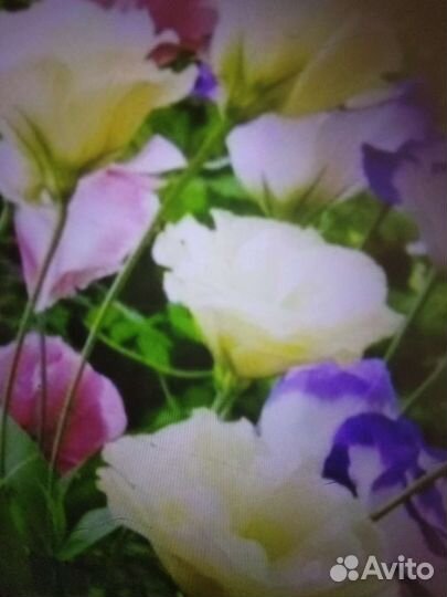 Золотой шар,сентябринки