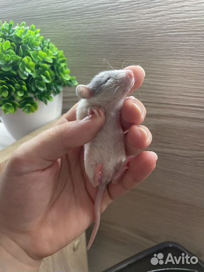 Крысята дамбо