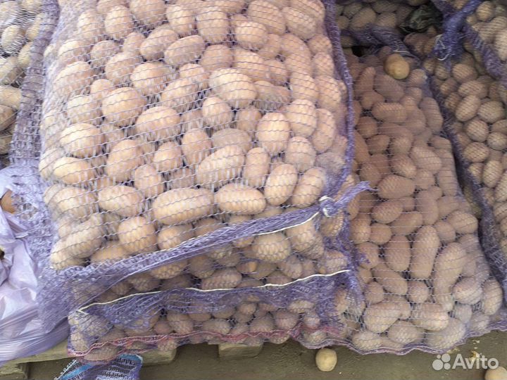 Картофель едовая