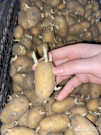 Посадочный картофель