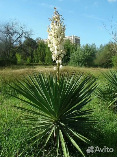 Юкка нитчатая Колор гуарт садовая