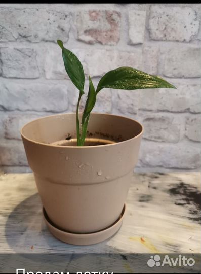 Спатифиллум в горшке