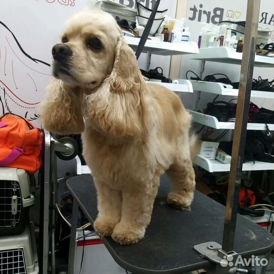 Груминг /Стрижка Собак и Кошек