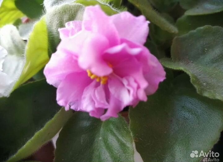 Фиалка глоксинья алое