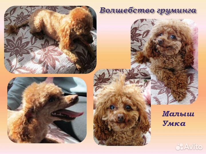 Груминг стрижка собак