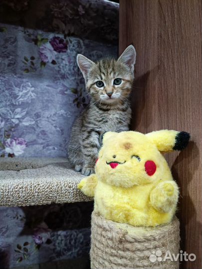 Кошки в добрые руки