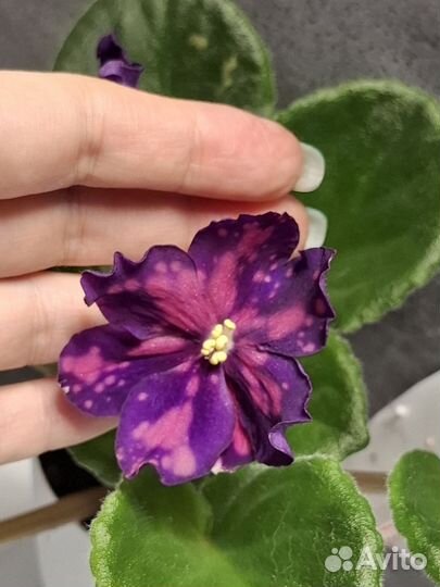 Сортовые фиалки