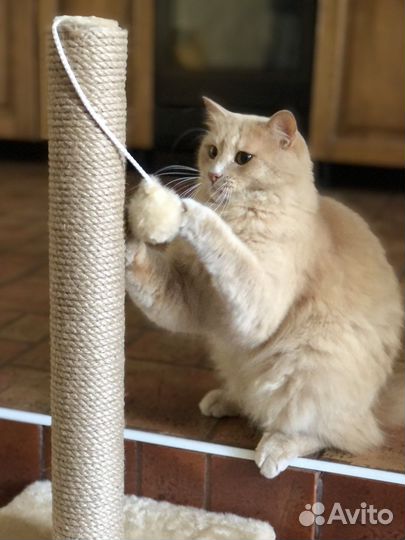 Кот в дар бесплатно