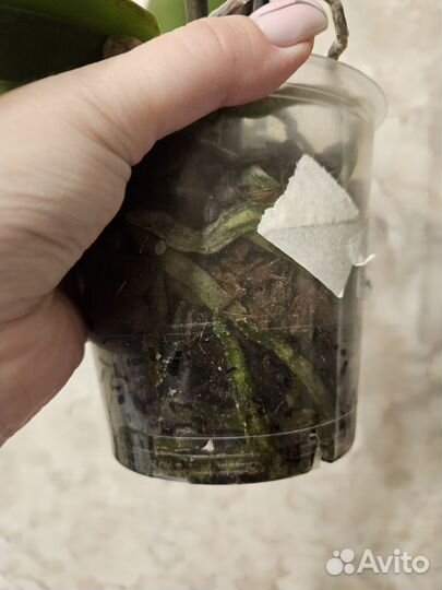 Орхидея биг лип