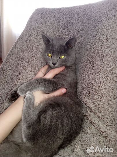 Кошечка британка