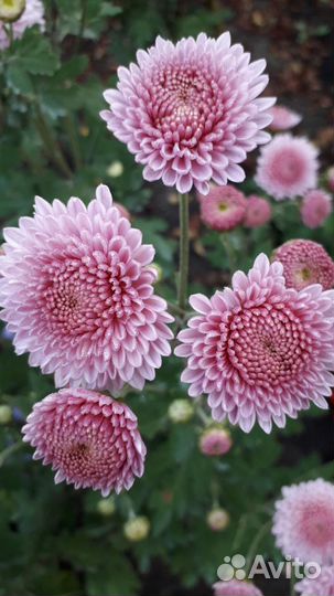 Хризантема корейская