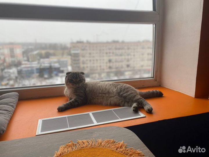 Кошка на вязку