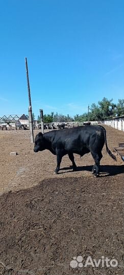 Абердин ангус бычки на племя