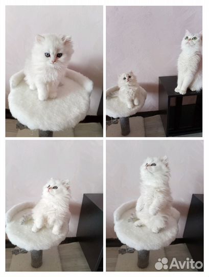 Скоттиш страйт