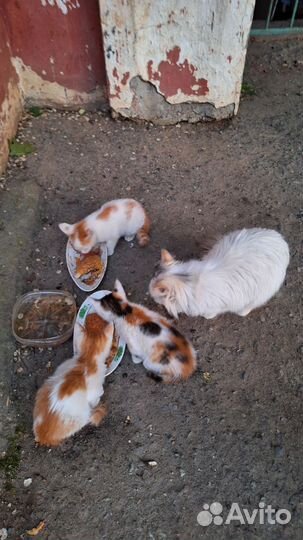 Разноцветные котята