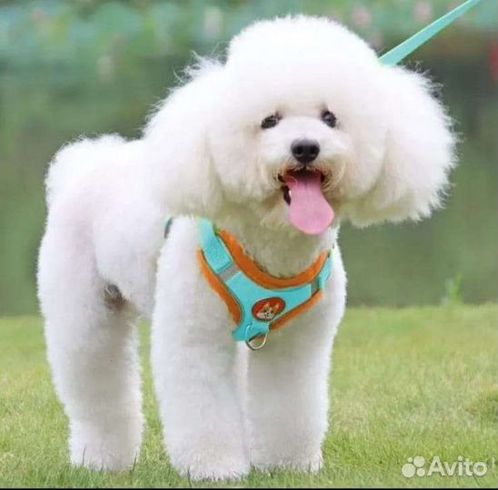 Прогулочная шлейка для животных