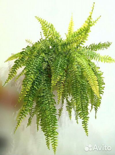 Папоротник нефролепис Тигр Ферн