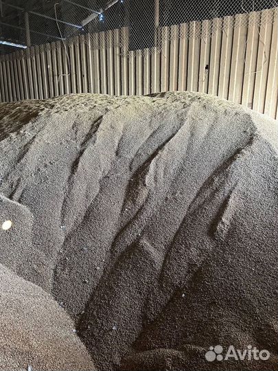 Зерно пшеница 5 класс