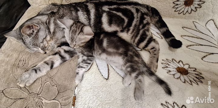 Котенок британка