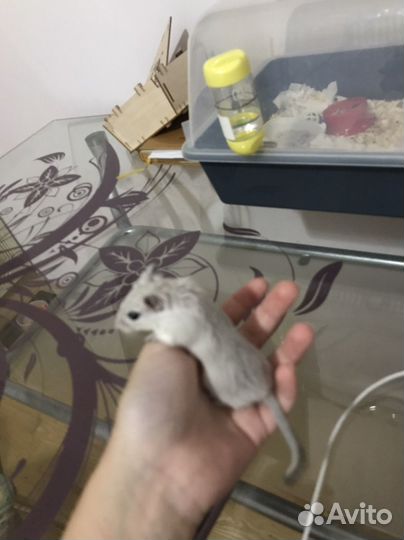 Мышки песчанки с клеткой