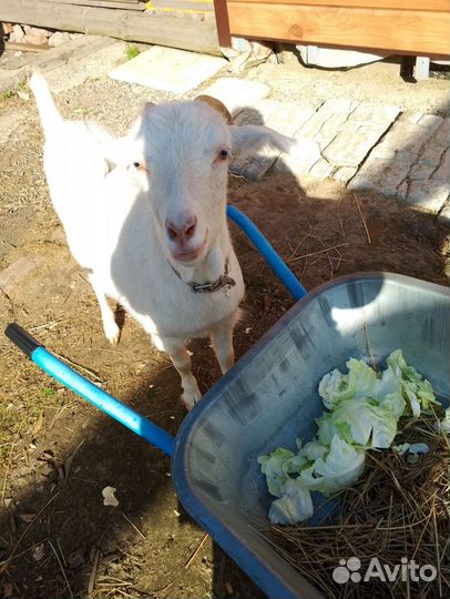 Зааненская коза