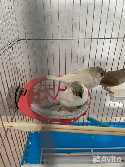 Зебровые амадины