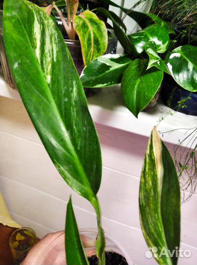 Эпипремнум амплиссимум вар