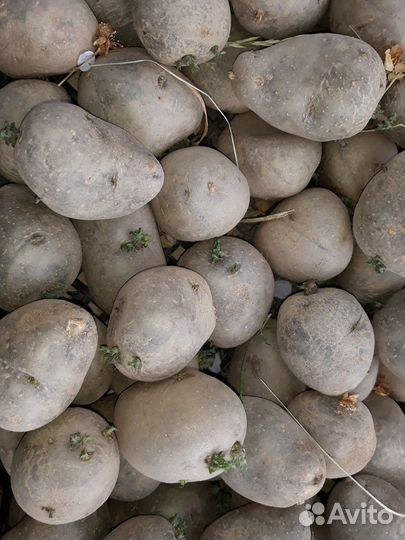 Семенной картофель