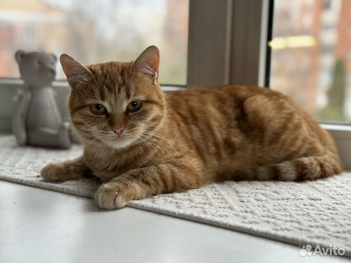 Котенок девочка в добрые руки