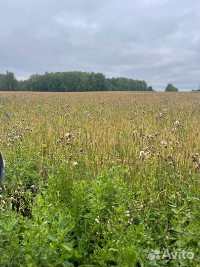 Зерно пшеница, ячмень 4 000 тонн (1 репр)