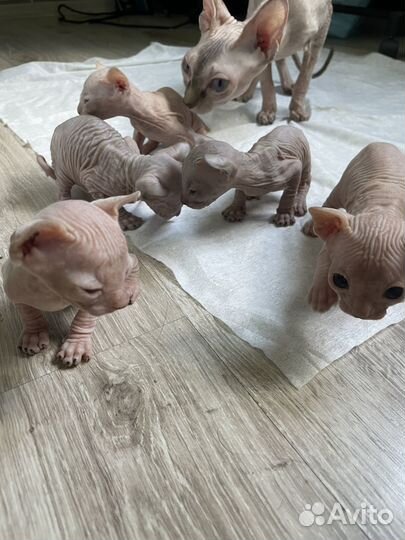 Канадский сфинкс котенок