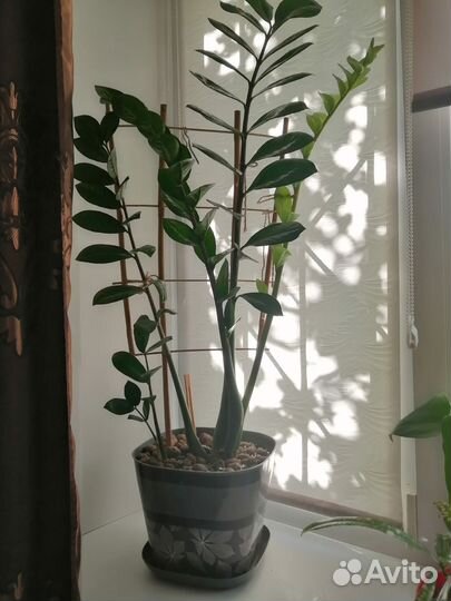 Замиокулькас